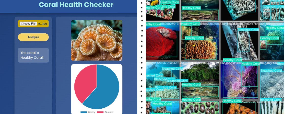 Coral Health Detection Model